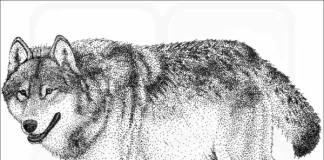 Lista ugroženih životinjskih i biljnih vrsta koje mogu nestati otvaranjem rudnika