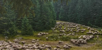 U oblasti Homolja, jednoj od poslednjih oaza netaknute prirode u Srbiji,u pripremi je otvaranje rudnika zlata Potaj Čuka-Tisnica iznad Žagubice uz metodu ekstrakcije zlata – cijanidom. Plan predviđa radni vek rudnika od 7 godina i vađenje 19,2 megatona rude.