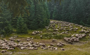 U oblasti Homolja, jednoj od poslednjih oaza netaknute prirode u Srbiji,u pripremi je otvaranje rudnika zlata Potaj Čuka-Tisnica iznad Žagubice uz metodu ekstrakcije zlata – cijanidom. Plan predviđa radni vek rudnika od 7 godina i vađenje 19,2 megatona rude.