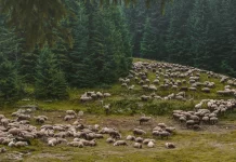 U oblasti Homolja, jednoj od poslednjih oaza netaknute prirode u Srbiji,u pripremi je otvaranje rudnika zlata Potaj Čuka-Tisnica iznad Žagubice uz metodu ekstrakcije zlata – cijanidom. Plan predviđa radni vek rudnika od 7 godina i vađenje 19,2 megatona rude.